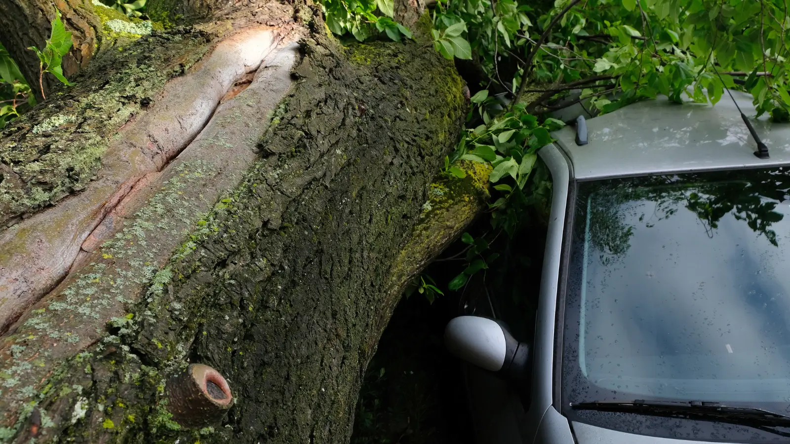 Wichura złamała drzewo, które spadło na auto. TU odmówiło wypłaty Ostatecznie poszło po naszej myśli